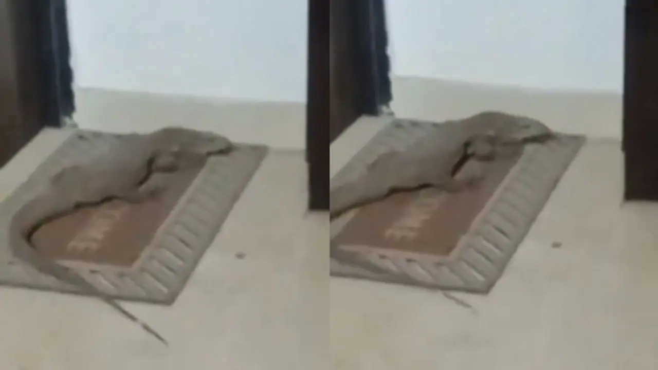 WATCH: Giant Lizard Surprises Lucknow Residents by Lounging on Doormat