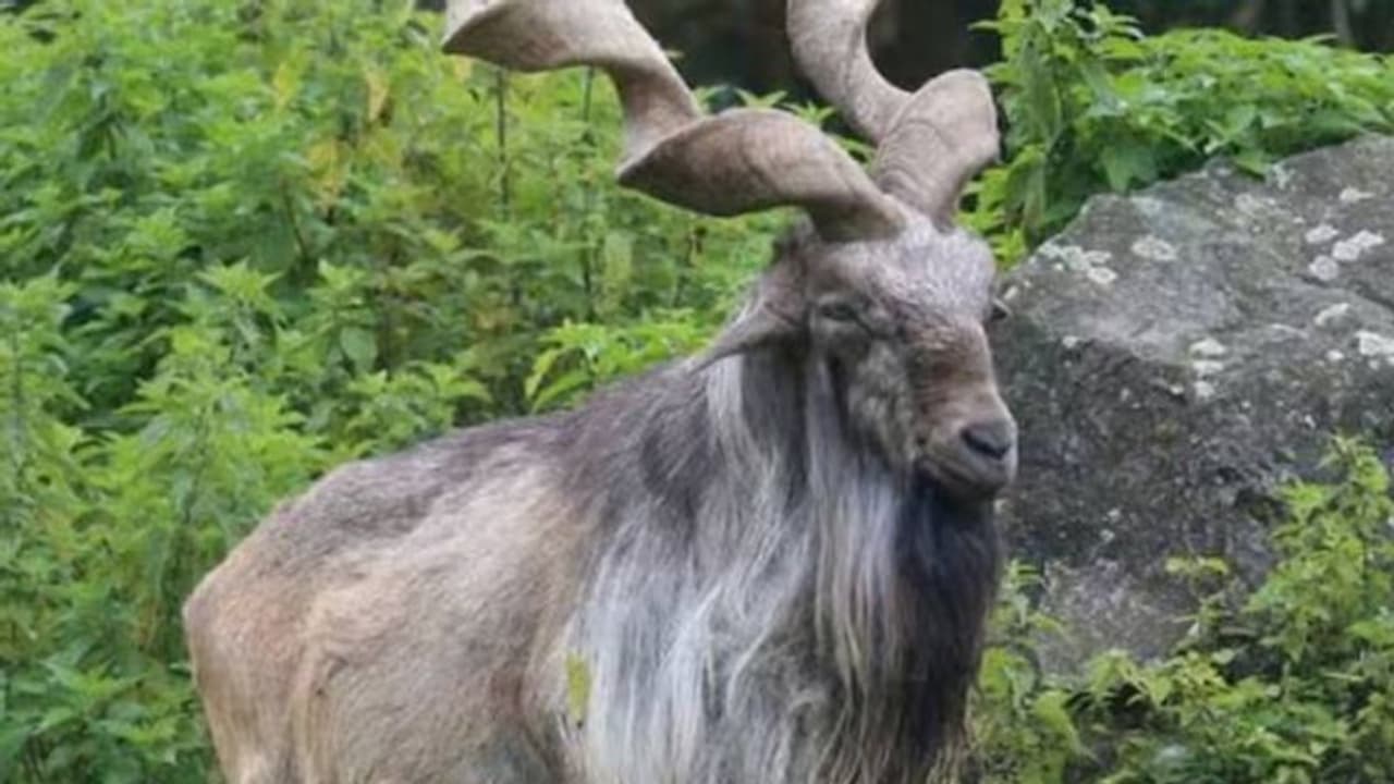 'പാമ്പുകളെ കൊന്നു തിന്നുന്ന കാട്ടാട്' എന്ന് പേര്; കാഴ്ചയിൽ ഭീകരൻ, പക്ഷേ നൈനിറ്റാൾ മൃഗശാലയിലെ വിഐപി