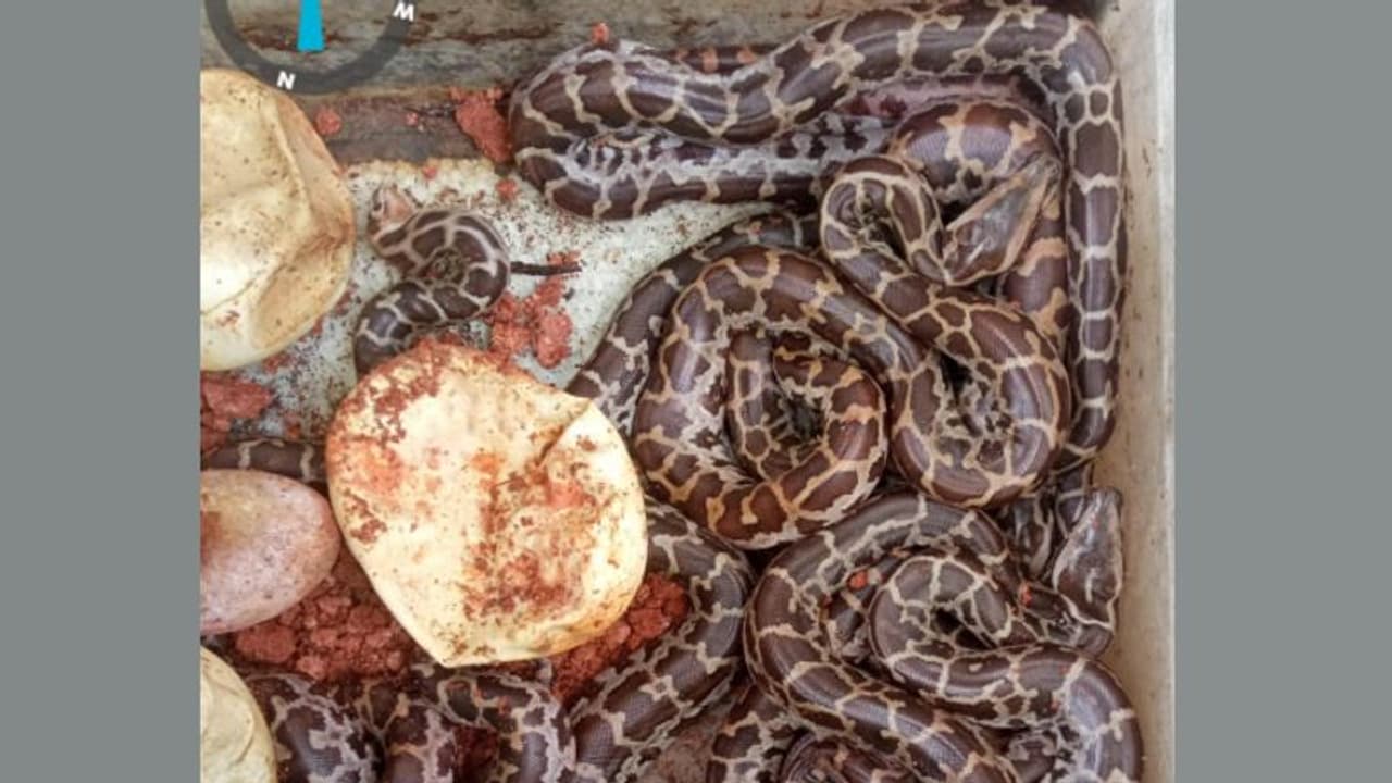 മുഴപ്പിലങ്ങാട് ബീച്ചിൽ കണ്ടെത്തിയ പെരുമ്പാമ്പിൻ മുട്ടകൾ വിരിഞ്ഞു