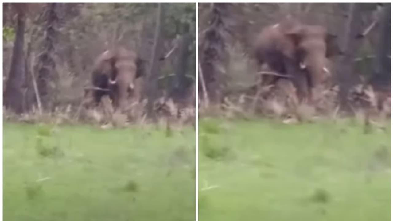 വഴിമുടക്കി പി ടി 5, പി ടി 14; കഞ്ചിക്കോട് സർവേയ്ക്കെത്തിയ ഉദ്യോഗസ്ഥരെ വിരട്ടിയോടിച്ച് കാട്ടാനക്കൂട്ടം വഴിമുടക്കി പി ടി 5, പി ടി 14; കഞ്ചിക്കോട് സർവേയ്ക്കെത്തിയ ഉദ്യോഗസ്ഥരെ വിരട്ടിയോടിച്ച് കാട്ടാനക്കൂട്ടം