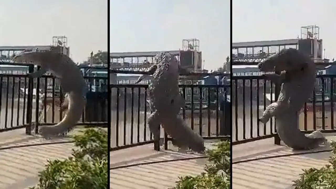 Caught on camera: Giant crocodile climbs out of UP canal, video takes internet by storm (WATCH)