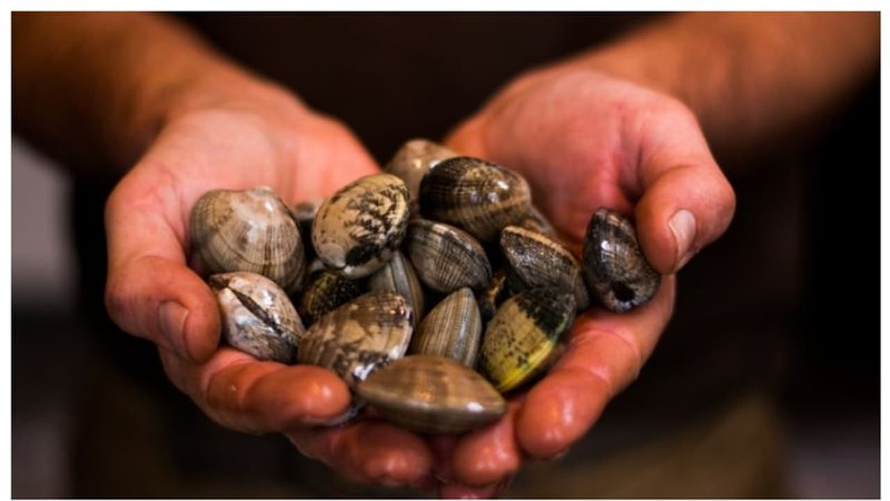 തീരത്ത് നിന്നും കുട്ടികള് കക്ക പെറുക്കി; യുഎസിൽ യുവതിക്ക് 73 ലക്ഷം രൂപ പിഴ തീരത്ത് നിന്നും കുട്ടികള് കക്ക പെറുക്കി; യുഎസിൽ യുവതിക്ക് 73 ലക്ഷം രൂപ പിഴ