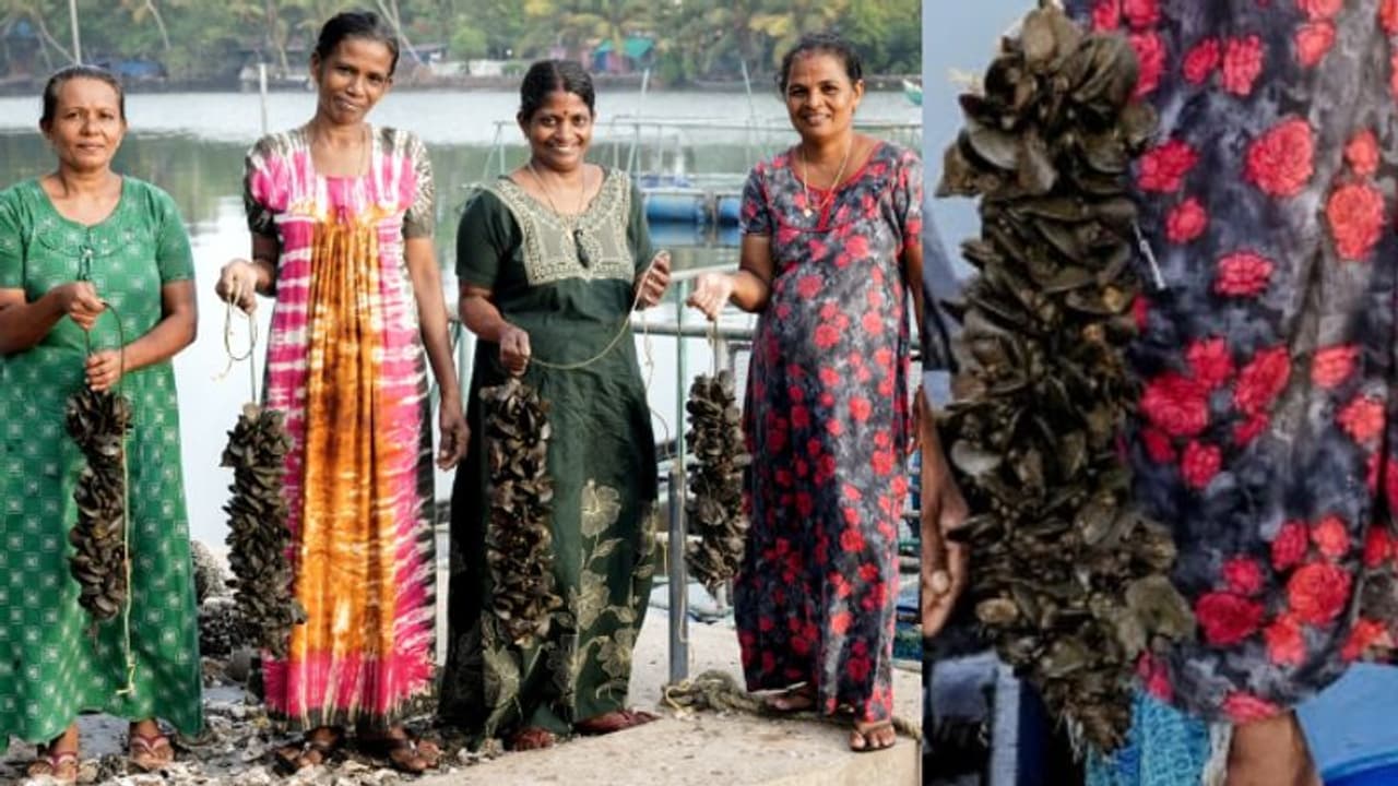 ഒന്നിച്ചിറങ്ങി, വിളവ് ഒന്നിൽ നിന്നില്ല, രണ്ടര ടൺ; നൂറുമേനി കൊയ്ത് സ്ത്രീ കൂട്ടായ്മയുടെ കല്ലുമ്മക്കായ കൃഷി ഒന്നിച്ചിറങ്ങി, വിളവ് ഒന്നിൽ നിന്നില്ല, രണ്ടര ടൺ; നൂറുമേനി കൊയ്ത് സ്ത്രീ കൂട്ടായ്മയുടെ കല്ലുമ്മക്കായ കൃഷി