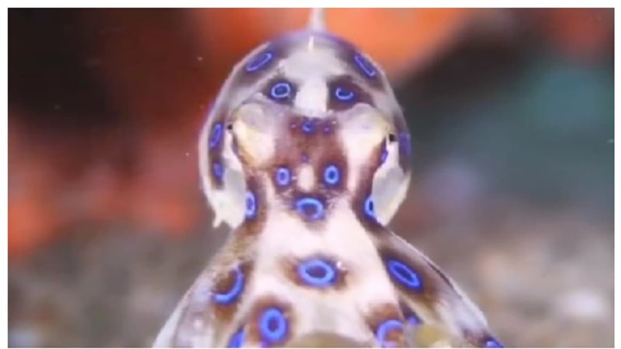 ഇത്തിരിക്കുഞ്ഞന്‍, പക്ഷേ 20 മിനിറ്റില്‍ ആളെ കൊല്ലാന്‍ മിടുക്കന്‍