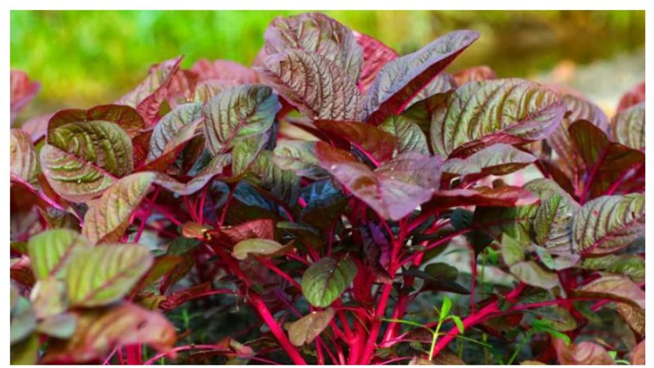 ചുവന്ന ചീര കഴിച്ചാൽ ലഭിക്കുന്ന ആറ് ഗുണങ്ങളിതാ... ചുവന്ന ചീര കഴിച്ചാൽ ലഭിക്കുന്ന ആറ് ഗുണങ്ങളിതാ...