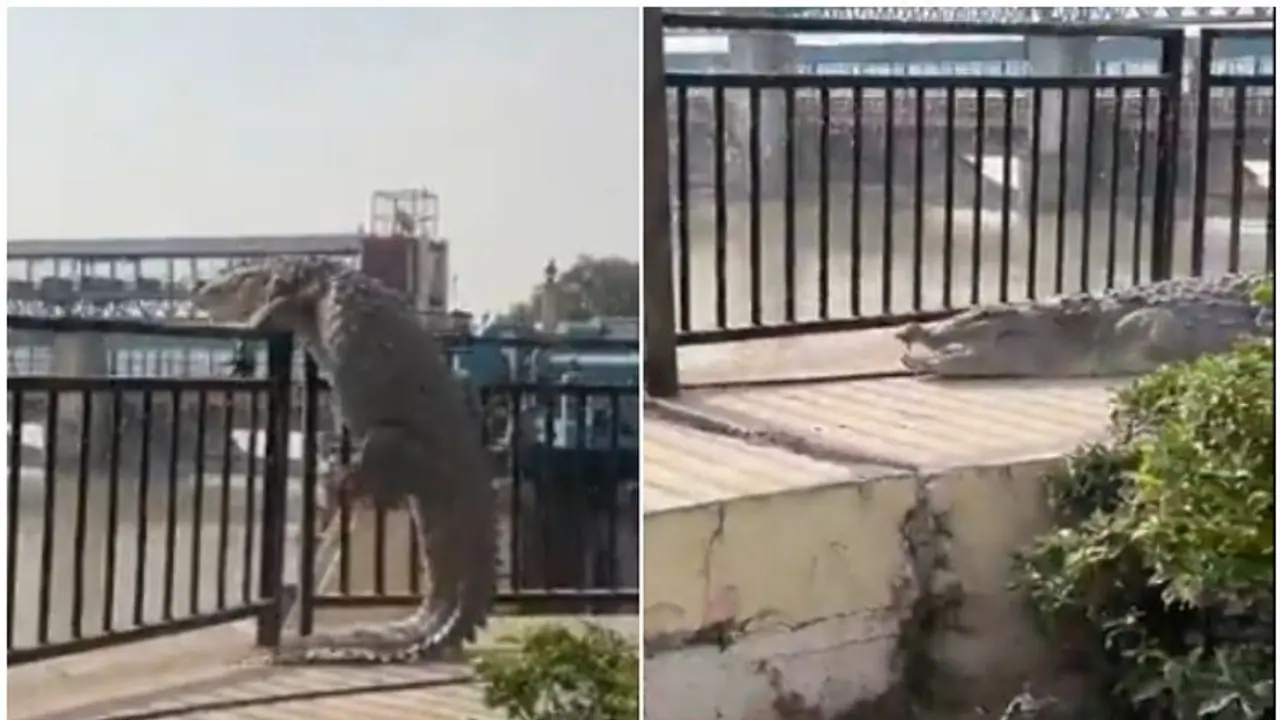 Frightening Footage: 10 Foot Crocodile's Attempt to Climb Barrier Caught on Camera in Uttar Pradesh [watch]