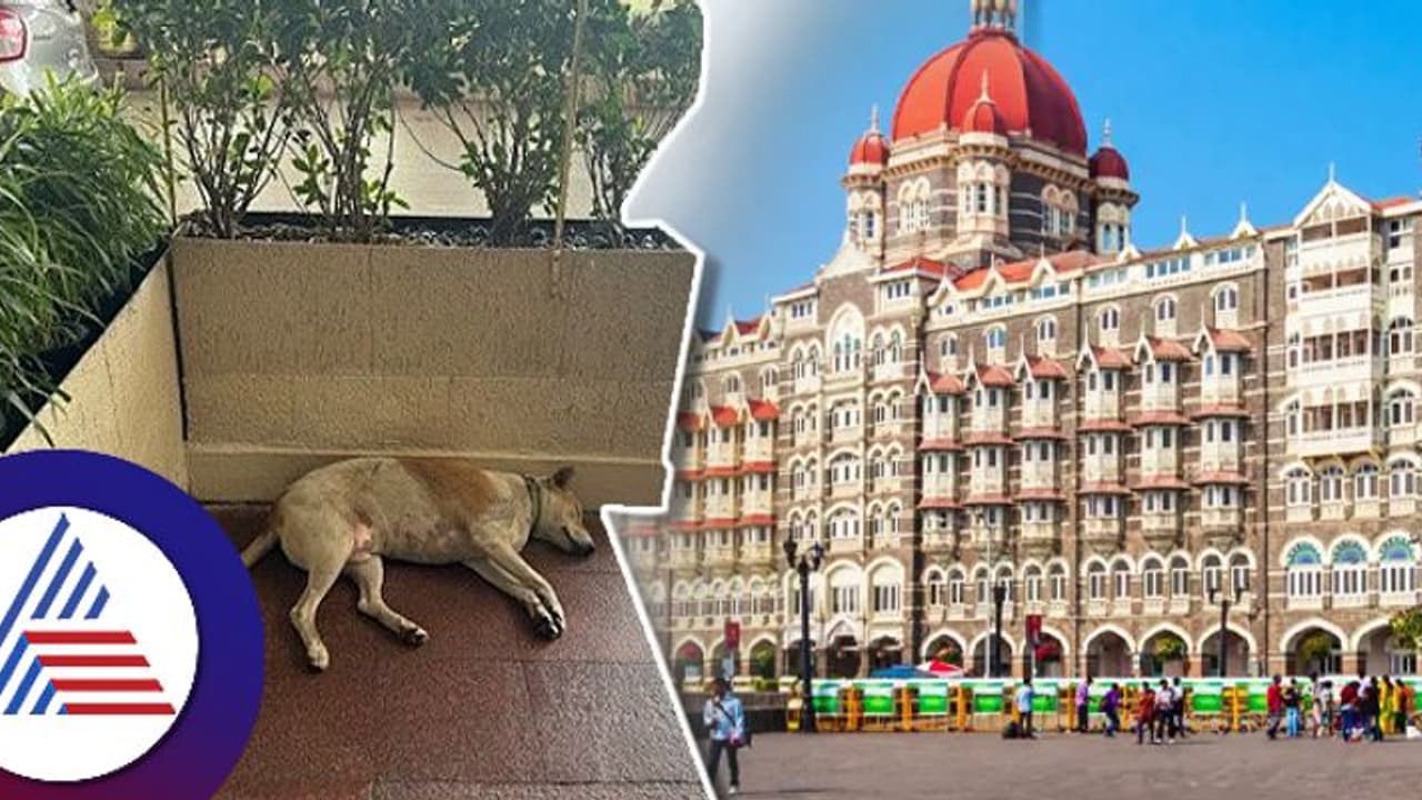ತಾಜ್ ಹೊಟೆಲ್‌ನಲ್ಲಿ ಬೀದಿ ನಾಯಿಗೆ ರಾಜ ಮರ್ಯಾದೆ, ರತನ್ ಟಾಟಾ ಸೂಚನೆ ಭಾರಿ ಮೆಚ್ಚುಗೆ!