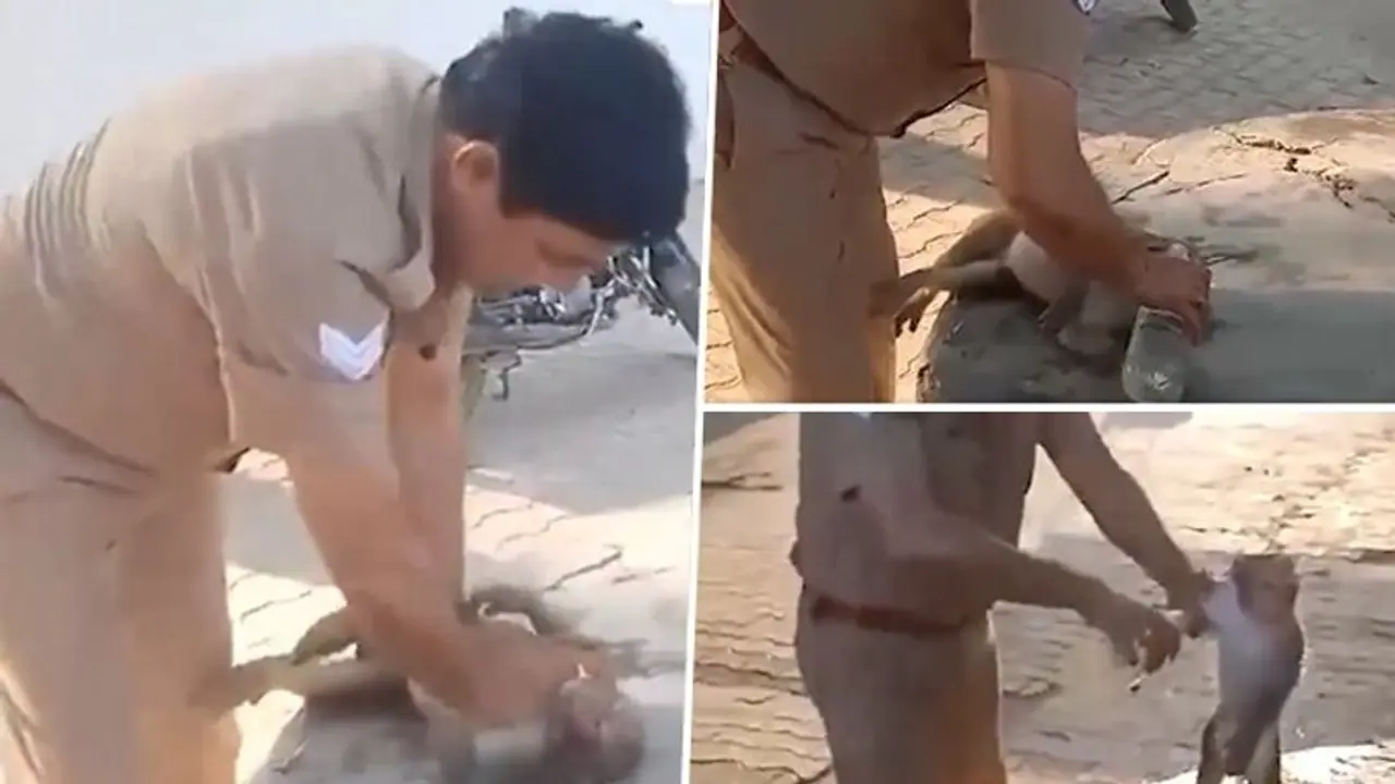 UP cop revives unconscious monkey with CPR in Bulandshahr's sweltering heat; viral video wins hearts (WATCH)