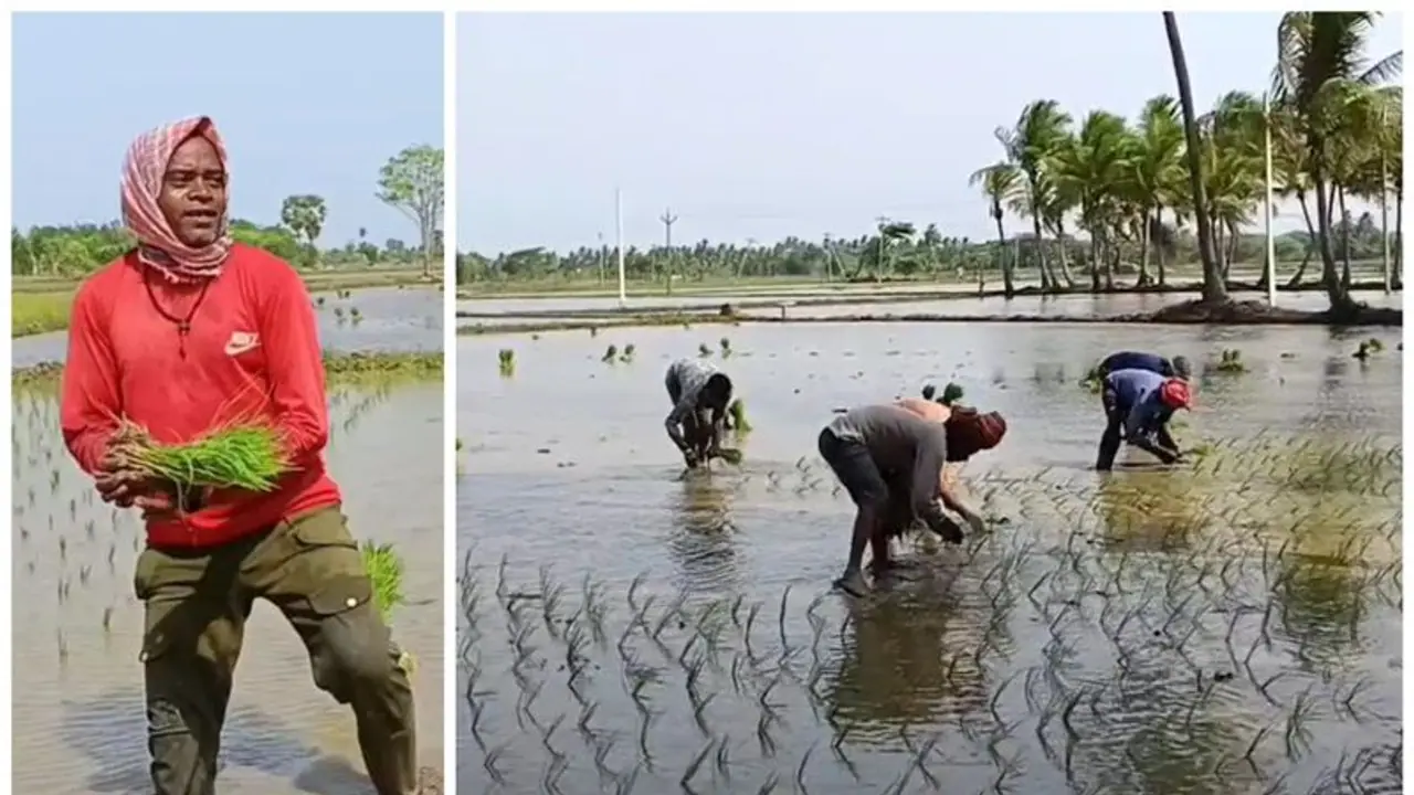 Mayiladuthurai: டெல்டா மாவட்ட வயல்வெளியில் இந்தி பாட்டு பாடி நாற்று நடும் வடமாநில இளைஞர்கள்