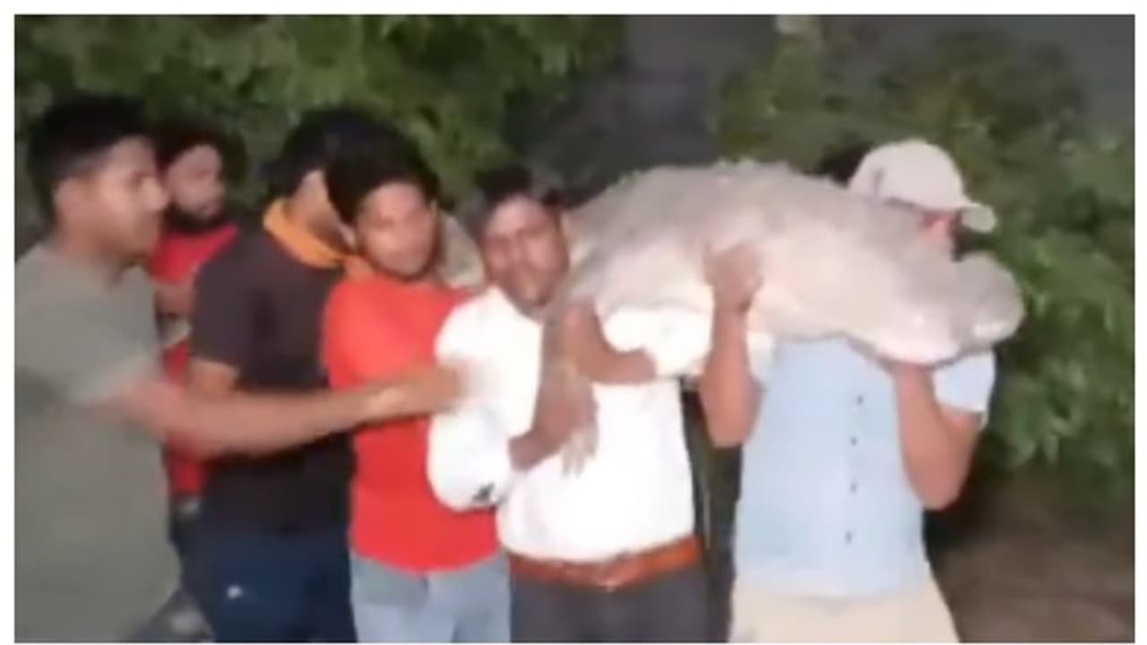 കൂറ്റന്‍ മുതലയെ നിരവധി പേര്‍ ചേര്‍ന്ന് തോളില്‍ ചുമന്ന് കൊണ്ട് പോകുന്ന വീഡിയോ; ഏറ്റെടുത്ത് സോഷ്യല്‍ മീഡിയ 