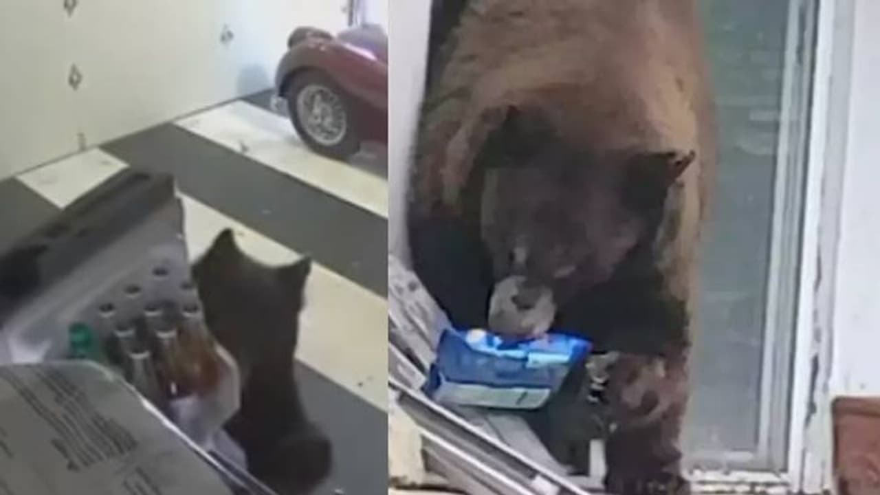 ഇങ്ങനെയുണ്ടോ ഒരു മധുരക്കൊതി; ഈ ഒരൊറ്റ ബിസ്ക്കറ്റിന് വേണ്ടി വീട്ടിലും കാറിലും കയറി കരടി, ഫ്രിഡ്ജും തുറക്കും 