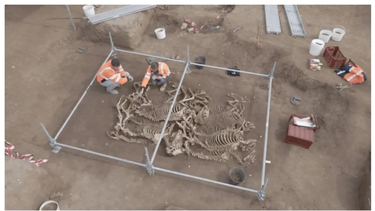 2,000 വർഷം മുമ്പ് അടക്കം ചെയ്ത 28 കുതിരകള്; ബലി ആണെന്ന് സംശയിക്കുന്നതായി ഫ്രഞ്ച് പുരാവസ്തു ഗവേഷകര് 2,000 വർഷം മുമ്പ് അടക്കം ചെയ്ത 28 കുതിരകള്; ബലി ആണെന്ന് സംശയിക്കുന്നതായി ഫ്രഞ്ച് പുരാവസ്തു ഗവേഷകര്