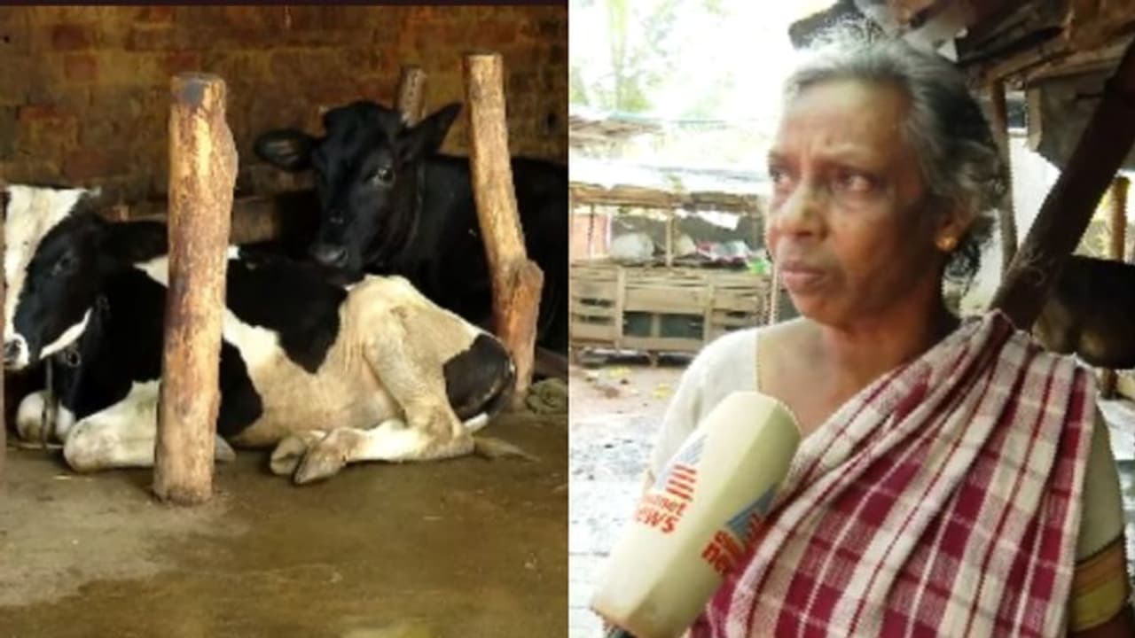 പച്ചപ്പുല്ല് നൽകി, ഒന്നിനു പുറകെ ഒന്നായി ആറ് പശുക്കൾ ചത്തു; നെഞ്ചുനീറി വിജേഷും അമ്മ നന്ദിനിയും 
