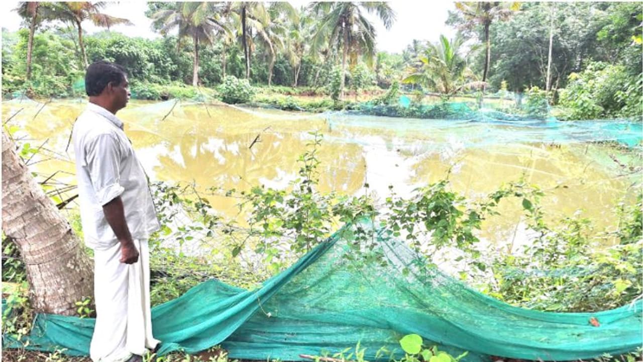 ശക്തമായ മഴ: വളര്ത്തു മത്സ്യങ്ങള് ഒഴുകിപ്പോയി, 50 ലക്ഷത്തിന്റെ നഷ്ടമെന്ന് കര്ഷകന് ശക്തമായ മഴ: വളര്ത്തു മത്സ്യങ്ങള് ഒഴുകിപ്പോയി, 50 ലക്ഷത്തിന്റെ നഷ്ടമെന്ന് കര്ഷകന്