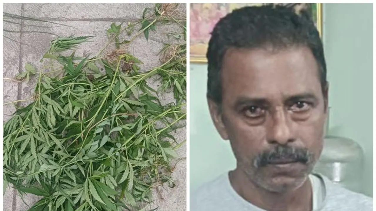 Ganja: தனக்கு தேவையான கஞ்சா செடிகளை வீட்டிலேயே வளர்த்த டெய்லர்; கோவையில் பரபரப்பு