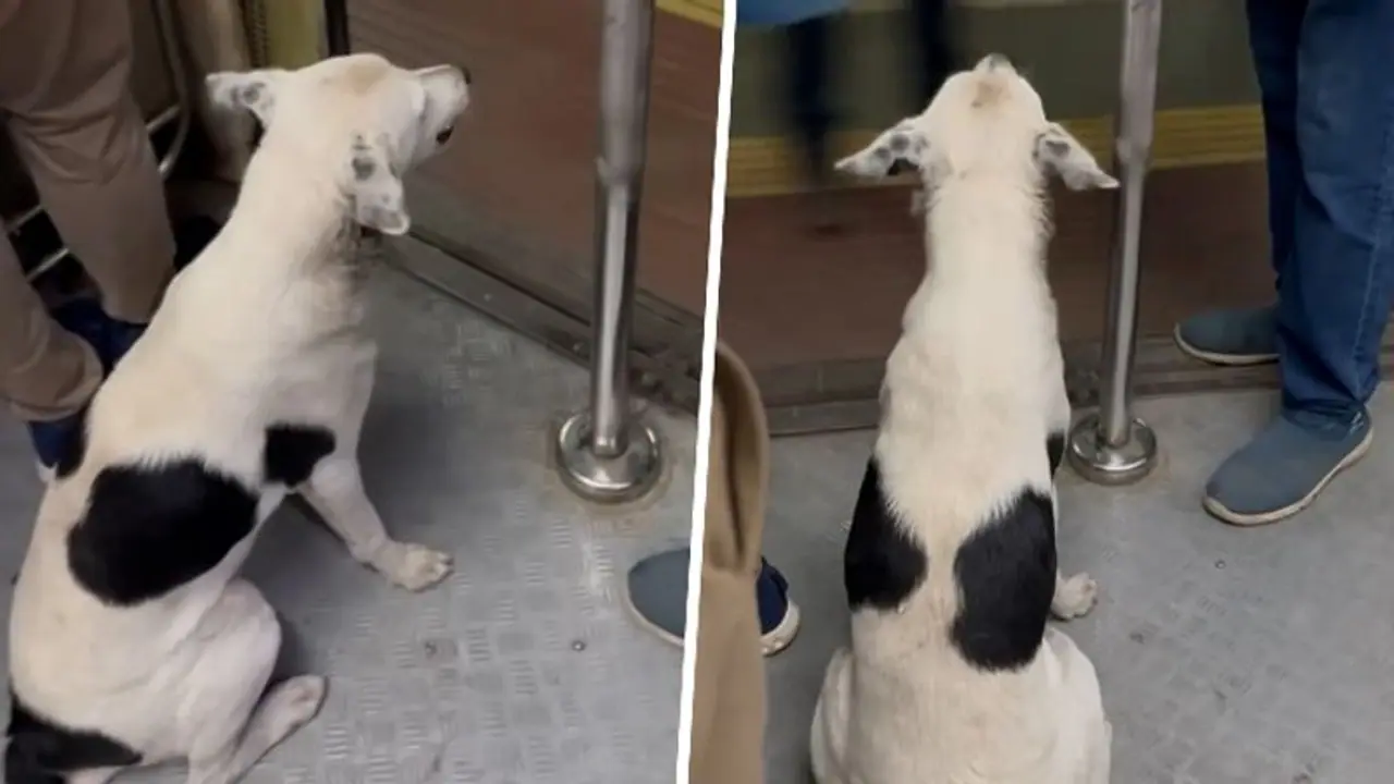 'Smarter than Mumbaikars': Viral video shows dog travelling in Mumbai local, leaves Internet amused (WATCH) 'Smarter than Mumbaikars': Viral video shows dog travelling in Mumbai local, leaves Internet amused (WATCH)