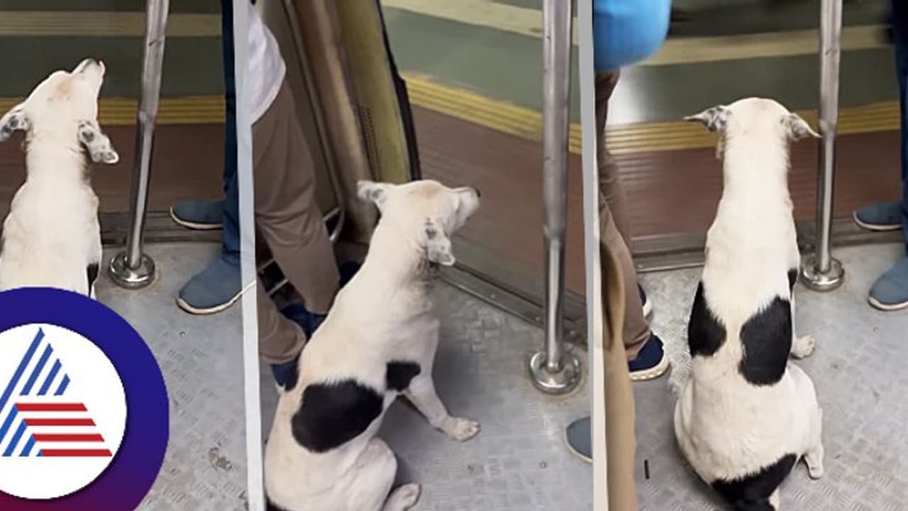 ಮುಂಬೈ ಲೋಕಲ್ ರೈಲಿನಲ್ಲಿನ ನಾಯಿಯ ಪ್ರಯಾಣ, ಶಿಸ್ತು ನೋಡಿ ಕಲೀರಿ ಎಂದ ನೆಟ್ಟಿಗರು!