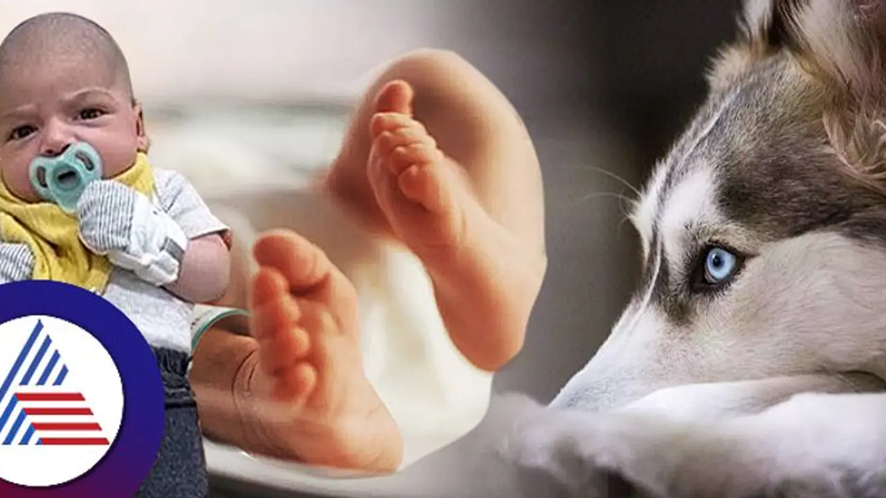 ಒಂದೂವರೆ ತಿಂಗಳ ಮಗುವಿನ ಮೇಲೆ ಮುದ್ದಿನ ಸಾಕು ನಾಯಿ ದಾಳಿ, ಮುಂದೇನಾಯ್ತು? ಒಂದೂವರೆ ತಿಂಗಳ ಮಗುವಿನ ಮೇಲೆ ಮುದ್ದಿನ ಸಾಕು ನಾಯಿ ದಾಳಿ, ಮುಂದೇನಾಯ್ತು?