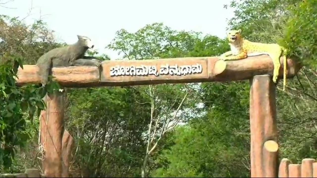 ಕರ್ನಾಟಕದ ಮಿನಿ ಊಟಿ ಜೋಗಿಮಟ್ಟಿ ಗಿರಿಧಾಮ ರೀ ಓಪನ್ಗೆ ಪ್ರವಾಸಿಗರ ಪಟ್ಟು! ಕರ್ನಾಟಕದ ಮಿನಿ ಊಟಿ ಜೋಗಿಮಟ್ಟಿ ಗಿರಿಧಾಮ ರೀ ಓಪನ್ಗೆ ಪ್ರವಾಸಿಗರ ಪಟ್ಟು!