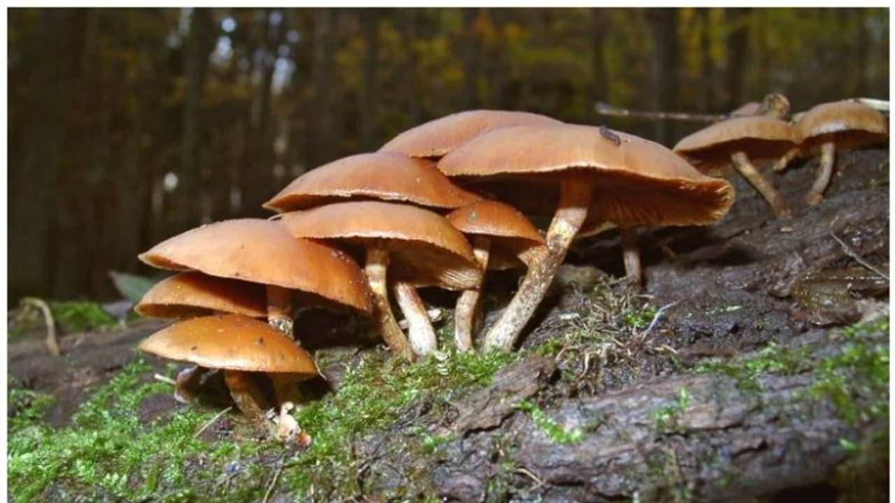 കൂൺ കഴിച്ച് ഒരു കുടുംബത്തിലെ മൂന്ന് കുട്ടികൾ മരിച്ചു; ഒൻപത് പേർ ആശുപത്രിയിൽ കൂൺ കഴിച്ച് ഒരു കുടുംബത്തിലെ മൂന്ന് കുട്ടികൾ മരിച്ചു; ഒൻപത് പേർ ആശുപത്രിയിൽ