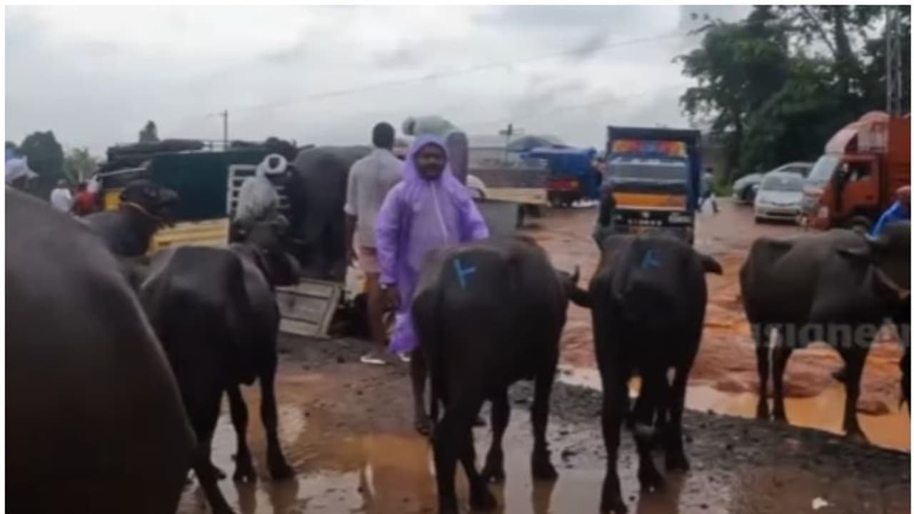 വഴിയടഞ്ഞു; ദേശീയപാത വരുന്നതോടെ ചേളാരി ചന്ത ഓർമയാകുമെന്ന ആശങ്കയിൽ കച്ചവടക്കാർ വഴിയടഞ്ഞു; ദേശീയപാത വരുന്നതോടെ ചേളാരി ചന്ത ഓർമയാകുമെന്ന ആശങ്കയിൽ കച്ചവടക്കാർ