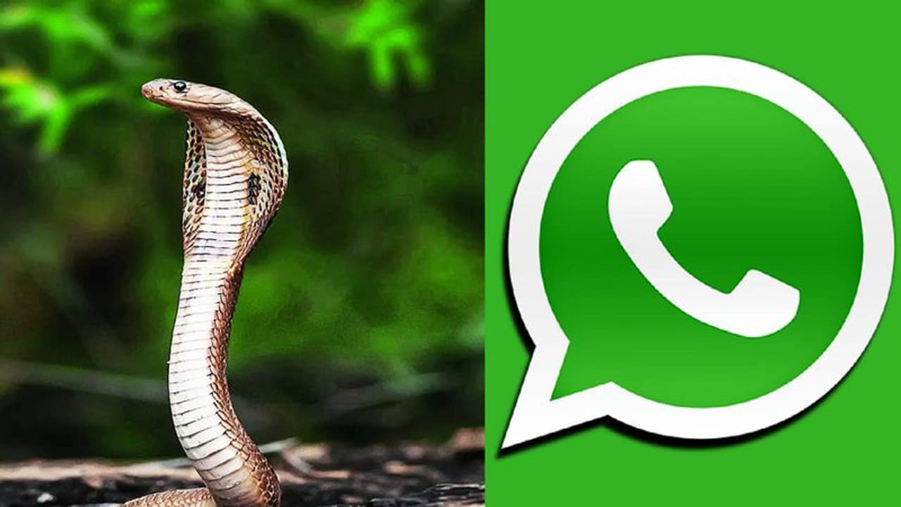 ಕರ್ನಾಟಕದಲ್ಲಿ ಮೊದಲ ಬಾರಿಗೆ ಹಾವು ಕಡಿತದ ಜಾಗೃತಿಗಾಗಿ ವಾಟ್ಸಾಪ್ ಚಾಟ್ ಬಾಟ್ ಆರಂಭ! ಕರ್ನಾಟಕದಲ್ಲಿ ಮೊದಲ ಬಾರಿಗೆ ಹಾವು ಕಡಿತದ ಜಾಗೃತಿಗಾಗಿ ವಾಟ್ಸಾಪ್ ಚಾಟ್ ಬಾಟ್ ಆರಂಭ!