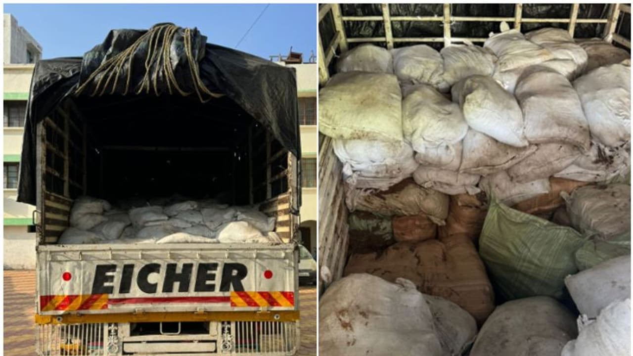 '883 കിലോ, വില 2 കോടി; ഒഡീഷയിൽ നിന്നെത്തിയ ലോറിയിൽ പരിശോധന, കണ്ടെത്തിയത് കഞ്ചാവ് ചാക്കുകളെന്ന് പൂനെ കസ്റ്റംസ്