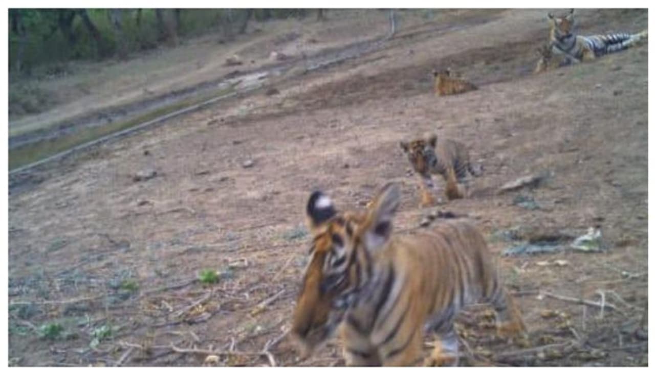 പൂജ്യത്തിൽ നിന്ന് 40 ലേക്ക്; സംരക്ഷണ പദ്ധതി കടുവകളുടെ എണ്ണം കൂട്ടിയെന്ന് ഉദ്യോഗസ്ഥൻ, അഭിനന്ദിച്ച് സോഷ്യൽ മീഡിയ പൂജ്യത്തിൽ നിന്ന് 40 ലേക്ക്; സംരക്ഷണ പദ്ധതി കടുവകളുടെ എണ്ണം കൂട്ടിയെന്ന് ഉദ്യോഗസ്ഥൻ, അഭിനന്ദിച്ച് സോഷ്യൽ മീഡിയ