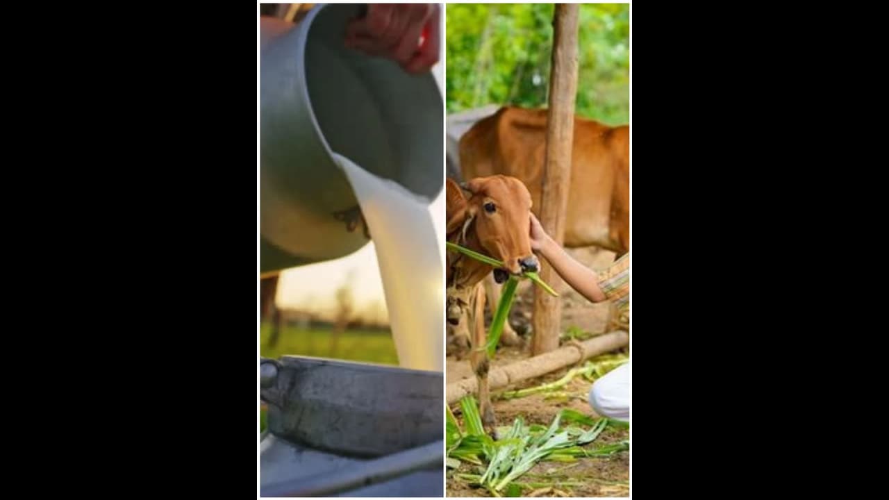 ಹಾಸನದಲ್ಲಿ ಕಾಂಗ್ರೆಸ್‌ಗೆ ಮತ ಹಾಕಿದ್ದಕ್ಕೆ ರೈತರ ಹಾಲು ಪಡೆಯದ ಡೈರಿ!