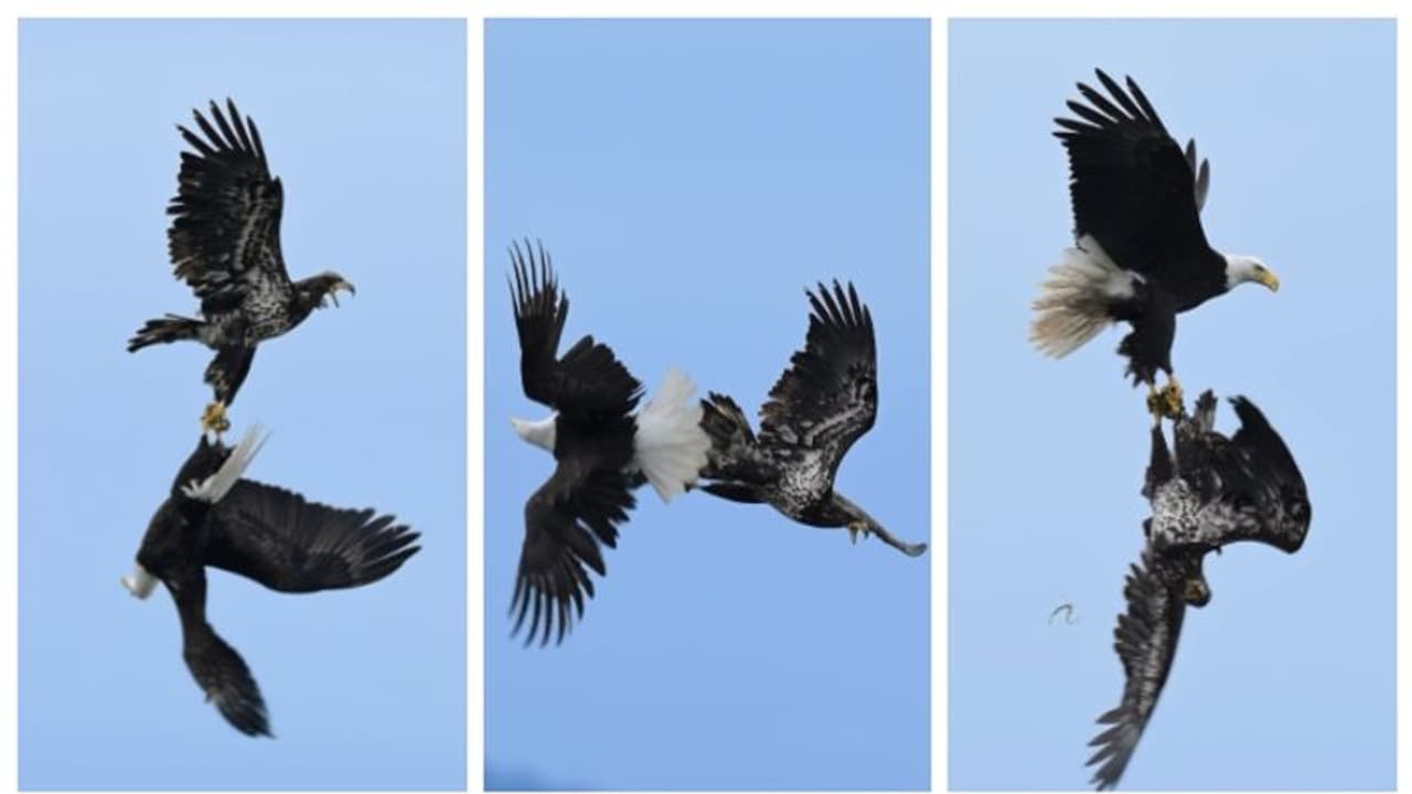 സോഷ്യല് മീഡിയയെ അതിശയപ്പെടുത്തി പരുന്തുകളുടെ ആകാശ പോരാട്ടം; വീഡിയോ വൈറല് സോഷ്യല് മീഡിയയെ അതിശയപ്പെടുത്തി പരുന്തുകളുടെ ആകാശ പോരാട്ടം; വീഡിയോ വൈറല്