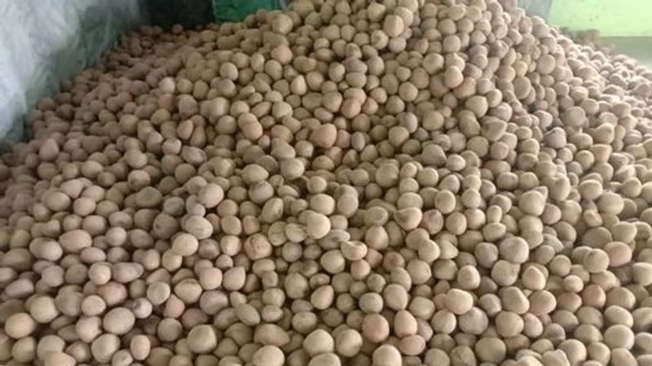 ಇಳಿಕೆಯಾಗುತ್ತಿರುವ ಕೊಬ್ಬರಿ ಬೆಲೆ: ಆತಂಕದಲ್ಲಿ ಅನ್ನದಾತ ಇಳಿಕೆಯಾಗುತ್ತಿರುವ ಕೊಬ್ಬರಿ ಬೆಲೆ: ಆತಂಕದಲ್ಲಿ ಅನ್ನದಾತ