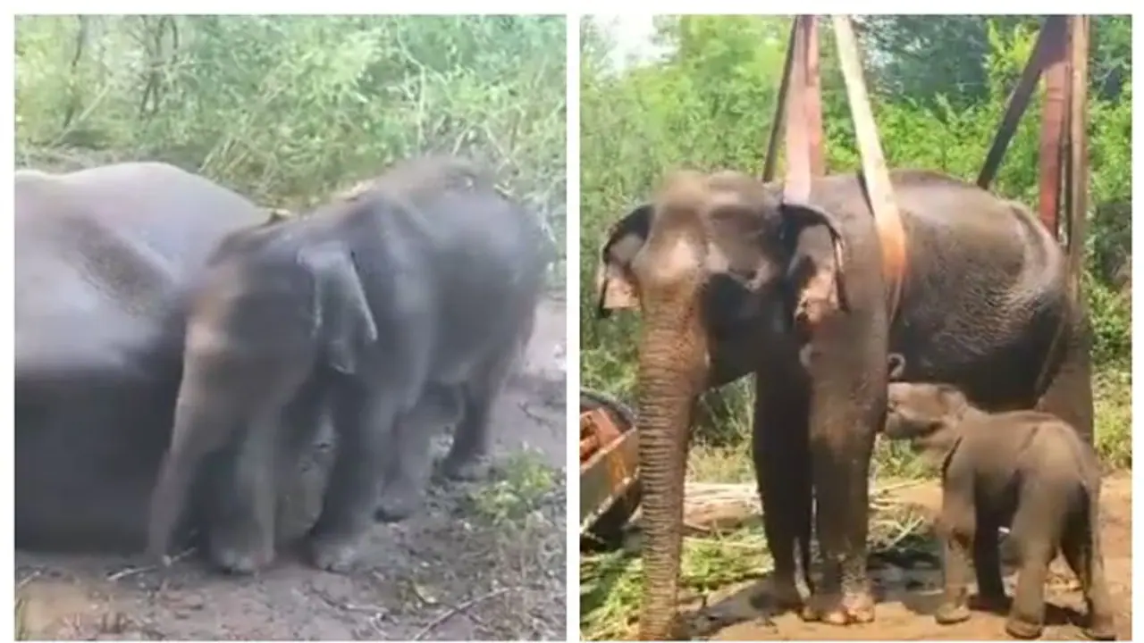 Elephant : குட்டியை சேர்த்துக்கொள்ளாத தாய் யானை.. முதுமலைக்கு கொண்டு செல்லப்பட்ட குட்டி யானை.!! காரணம் என்ன.?