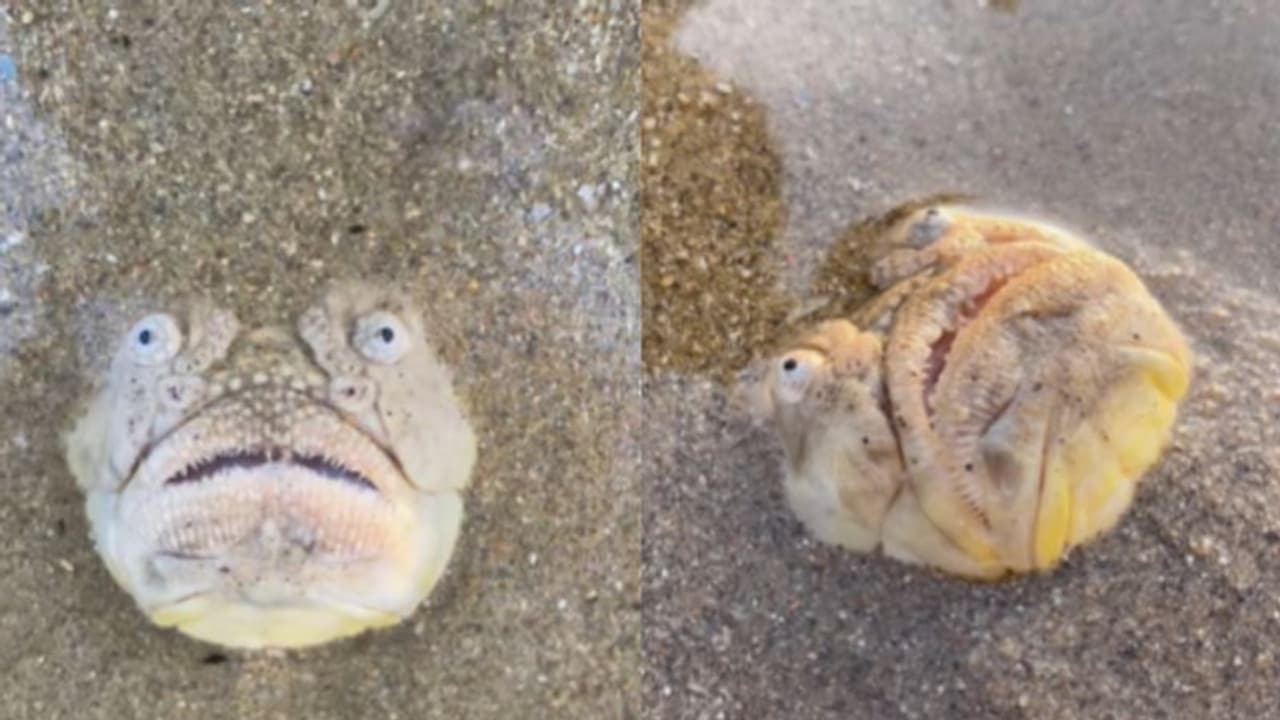 Man Gets Scared by Strange Fish Found at Singapore Beach [WATCH]