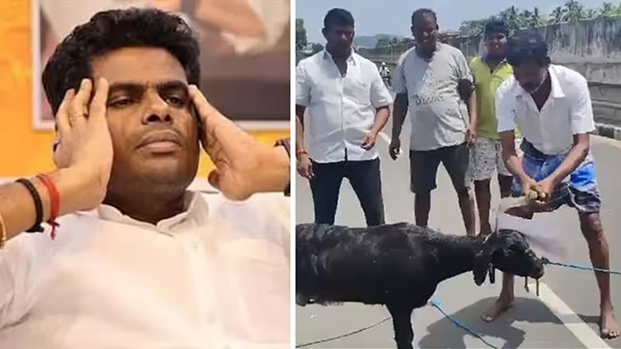 நடுரோட்டில் ஆட்டை வைத்து சம்பவம் செய்த திமுகவினர்! வைரலராகும் வீடியோ! நடுரோட்டில் ஆட்டை வைத்து சம்பவம் செய்த திமுகவினர்! வைரலராகும் வீடியோ!