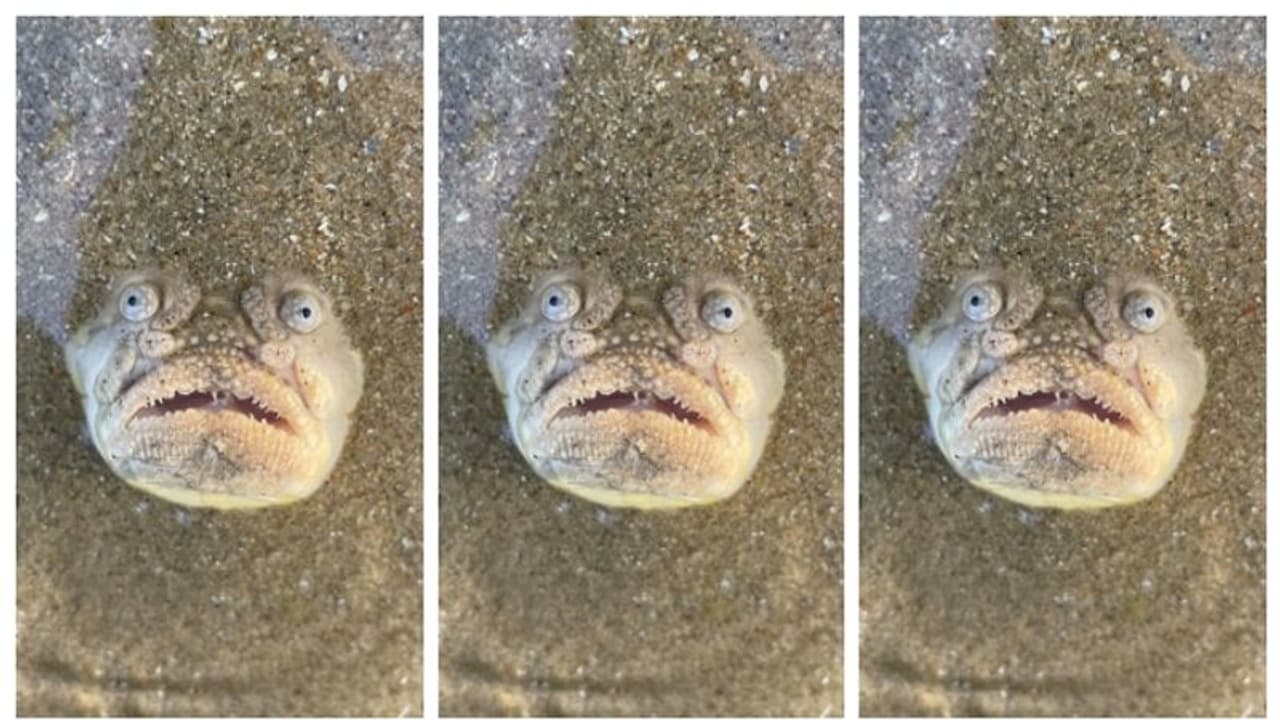 മണലിന് അടിയില് നിന്നും തല പുറത്തേക്കിട്ട് സ്റ്റാർഗാസർ ഫിഷ്; യുഎസില് നിന്നും സിംഗപ്പൂരെത്തിയ മത്സ്യം, വീഡിയോ മണലിന് അടിയില് നിന്നും തല പുറത്തേക്കിട്ട് സ്റ്റാർഗാസർ ഫിഷ്; യുഎസില് നിന്നും സിംഗപ്പൂരെത്തിയ മത്സ്യം, വീഡിയോ