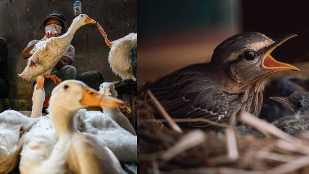 Bird Flu first Death: बर्ड फ्लू हुआ इंसानों के लिए जानलेवा, दुनिया में पहली मौत का मामला आया सामने Bird Flu first Death: बर्ड फ्लू हुआ इंसानों के लिए जानलेवा, दुनिया में पहली मौत का मामला आया सामने