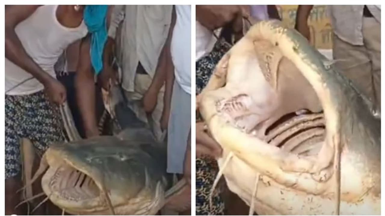 125 കിലോയുള്ള ഭീമന്‍ മത്സ്യം; വല വലിച്ച് കയറ്റിയത് പത്തോളം പേര്‍ ചേര്‍ന്ന് 