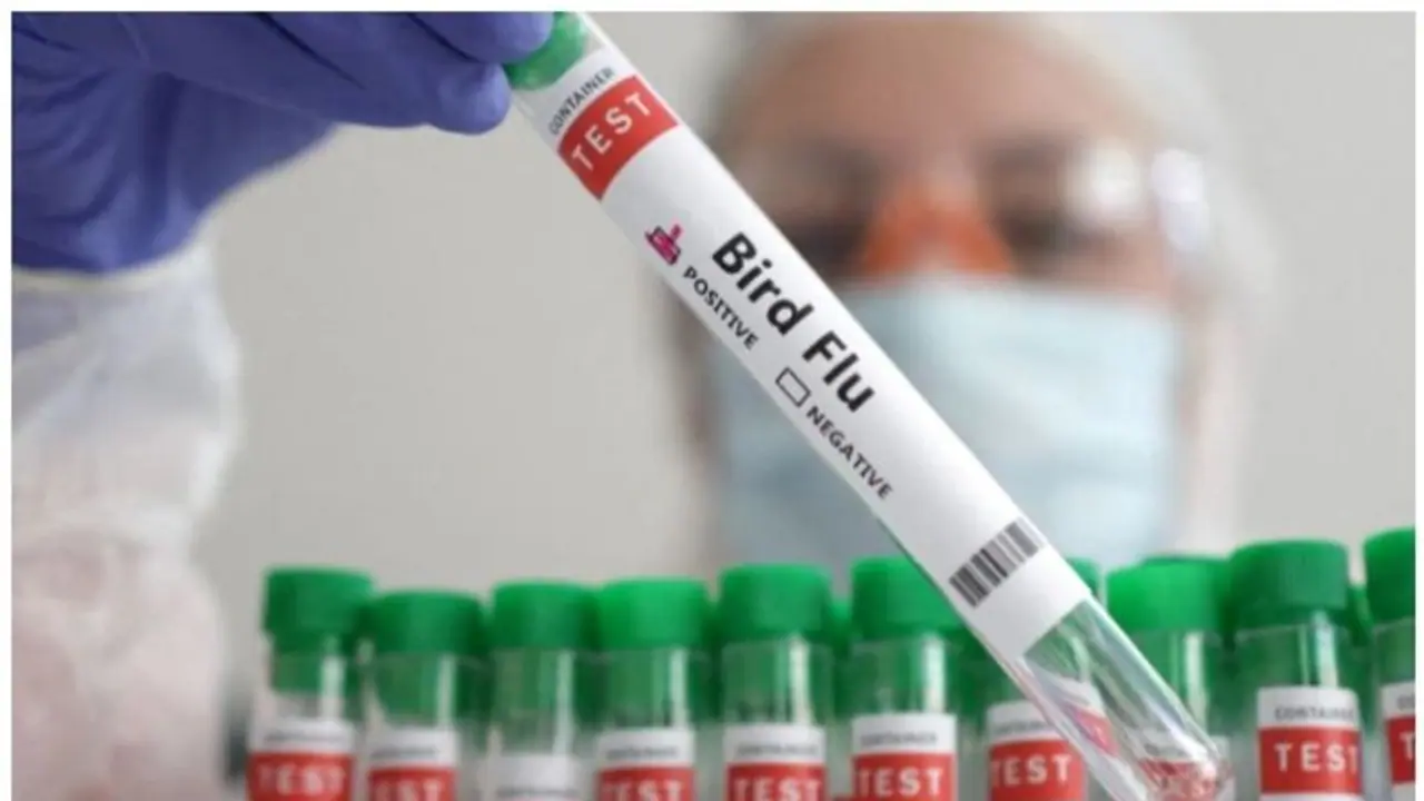 പക്ഷിപ്പനിയുടെ പുതിയ വകഭേദമായ എച്ച് 5 എന് 2 ; പ്രധാനപ്പെട്ട ലക്ഷണങ്ങൾ അറിയാം പക്ഷിപ്പനിയുടെ പുതിയ വകഭേദമായ എച്ച് 5 എന് 2 ; പ്രധാനപ്പെട്ട ലക്ഷണങ്ങൾ അറിയാം