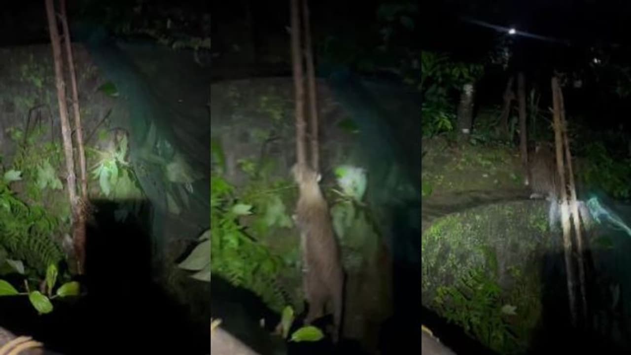 കിണറിൽ വീണപ്പോൾ പിടിവള്ളിയായ മോട്ടറിന്റെ പൈപ്പ്, മുളയേണിയുമായി വനംവകുപ്പ്, ശരവേഗത്തിൽ നാടുവിട്ട് പുലി കിണറിൽ വീണപ്പോൾ പിടിവള്ളിയായ മോട്ടറിന്റെ പൈപ്പ്, മുളയേണിയുമായി വനംവകുപ്പ്, ശരവേഗത്തിൽ നാടുവിട്ട് പുലി