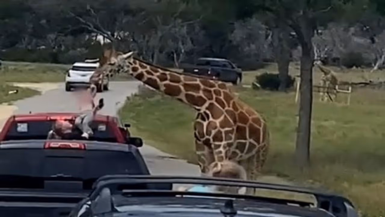 തുറന്ന ട്രെക്കിൽ പാർക്ക് കാണാനെത്തിയ 2 വയസുകാരിയെ കടിച്ചുയർത്തി ജിറാഫ്, വീഡിയോ തുറന്ന ട്രെക്കിൽ പാർക്ക് കാണാനെത്തിയ 2 വയസുകാരിയെ കടിച്ചുയർത്തി ജിറാഫ്, വീഡിയോ