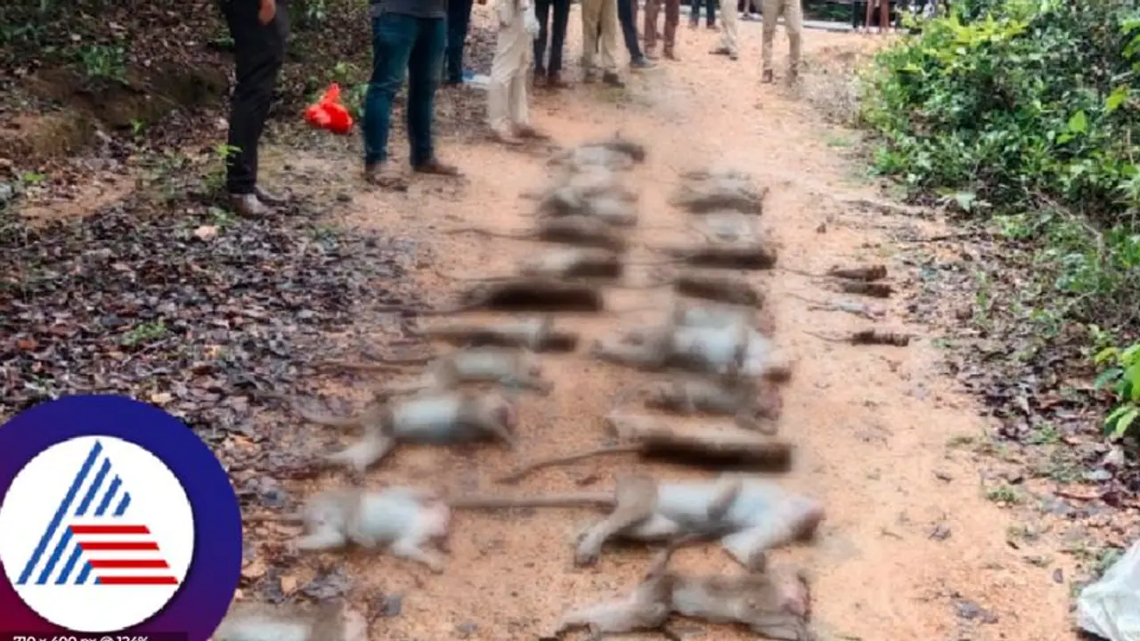 ಮಲೆನಾಡಲ್ಲಿ 30 ಮಂಗಗಳ ಮಾರಣ ಹೋಮ; ತಲೆಗೆ ಹೊಡೆದು ಕೊಂದಿರುವ ನರರಾಕ್ಷಸರು! ಮಲೆನಾಡಲ್ಲಿ 30 ಮಂಗಗಳ ಮಾರಣ ಹೋಮ; ತಲೆಗೆ ಹೊಡೆದು ಕೊಂದಿರುವ ನರರಾಕ್ಷಸರು!