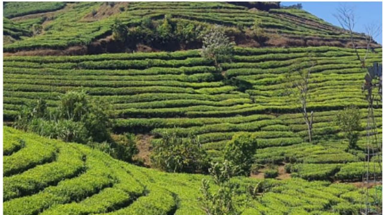 തോട്ടങ്ങളിലെ പരിശോധന; 75 ഇടങ്ങളിലായി 224 നിയമ ലംഘനങ്ങൾ കണ്ടെത്തി, ഏറ്റവും കൂടുതൽ ഇടുക്കിയിൽ തോട്ടങ്ങളിലെ പരിശോധന; 75 ഇടങ്ങളിലായി 224 നിയമ ലംഘനങ്ങൾ കണ്ടെത്തി, ഏറ്റവും കൂടുതൽ ഇടുക്കിയിൽ