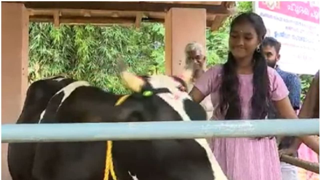 പശുവിനെ വിറ്റ് കലോത്സവത്തിനെത്തി; കൃഷ്ണപ്രിയക്ക് പകരം പശുവിനെ നൽകി മൃഗസംരക്ഷണ വകുപ്പ് പശുവിനെ വിറ്റ് കലോത്സവത്തിനെത്തി; കൃഷ്ണപ്രിയക്ക് പകരം പശുവിനെ നൽകി മൃഗസംരക്ഷണ വകുപ്പ്