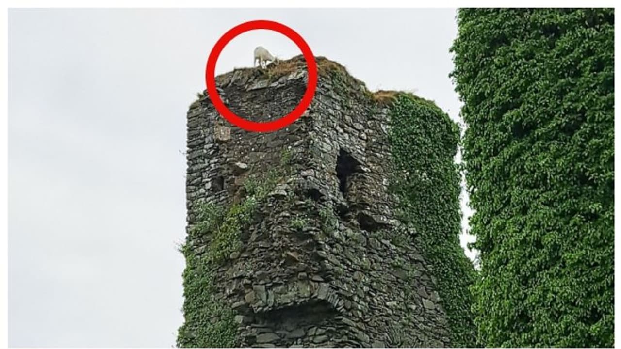 100 അടി ഉയരമുള്ള ടവറിന് മുകളില്‍ കുടുങ്ങിക്കിടന്നത് മൂന്ന് ദിവസം; ഒടുവില്‍ ആട്ടിന്‍ കുട്ടിക്ക് രക്ഷ 