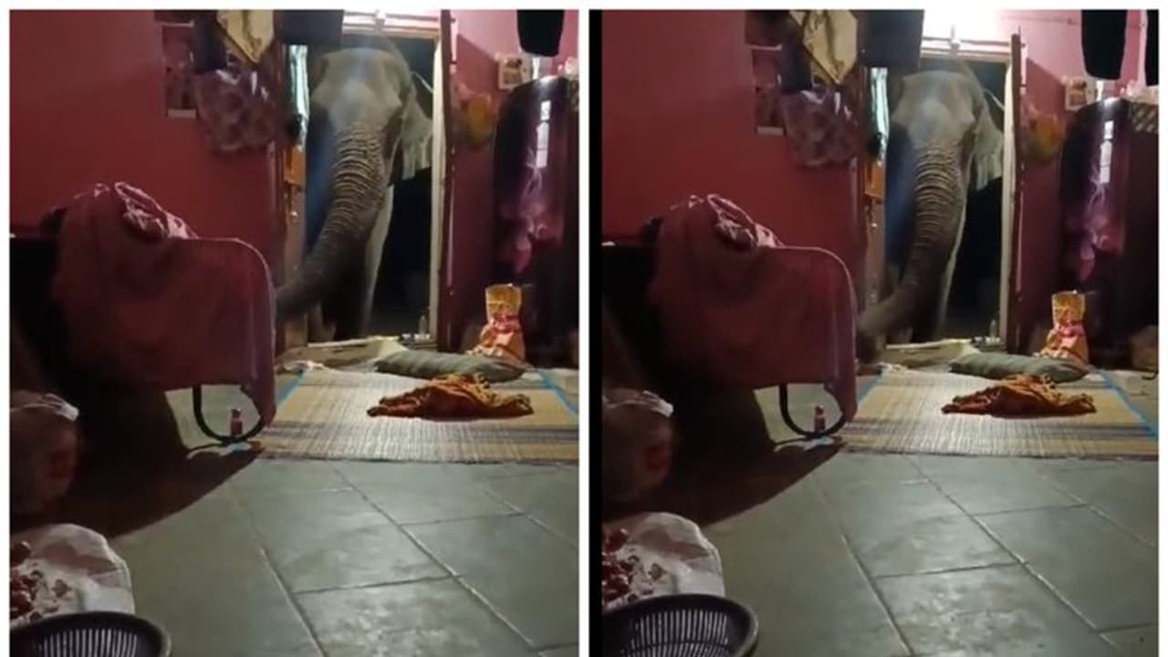 Viral Video: வீட்ல வேற ஒன்னுமே இல்ல போ சாமி; காட்டு யானையை பேசிய வழி அனுப்பிய தோட்ட தொழிலாளி