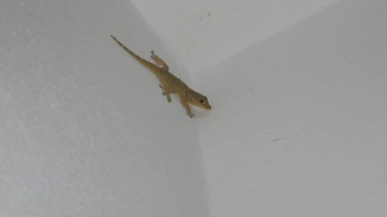 പല്ലിശല്യം കൊണ്ട് പൊറുതിമുട്ടിയോ? എങ്കിൽ ഇങ്ങനെ ചെയ്യൂ 