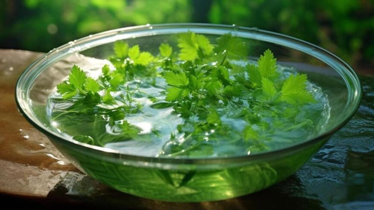 Health Tips: പതിവായി മല്ലിയിലയിട്ട വെള്ളം കുടിക്കൂ, ചില ആരോഗ്യ പ്രശ്നങ്ങളെ അകറ്റാം 