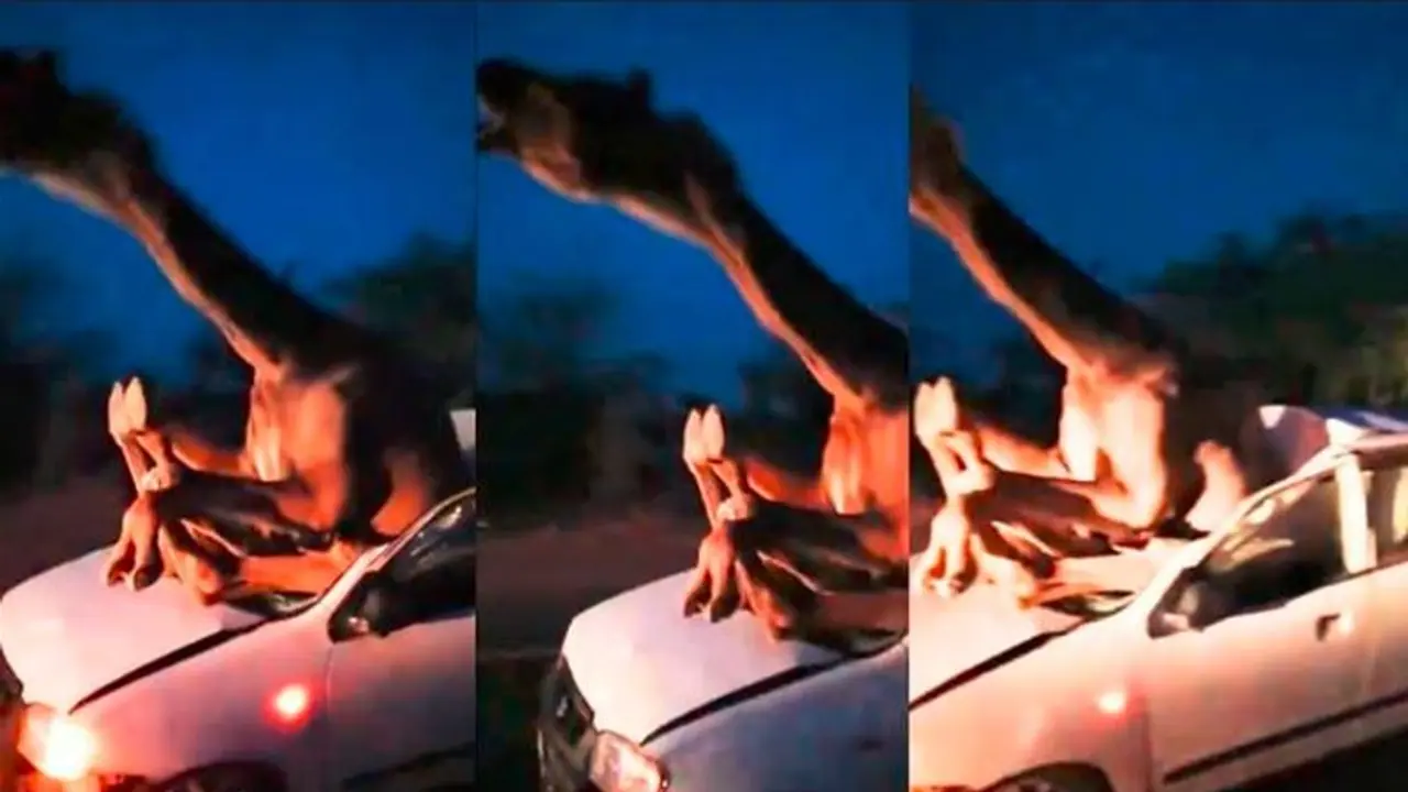 ಒಂಟೆಗೆ ಕಾರು ಡಿಕ್ಕಿ: ಅಪಘಾತದ ರಭಸಕ್ಕೆ ಕಾರಿನೊಳಗೆ ಸಿಲುಕಿ ನೋವು ತಡೆಯಲಾಗದೇ ಒಂಟೆಯ ಅರಚಾಟ