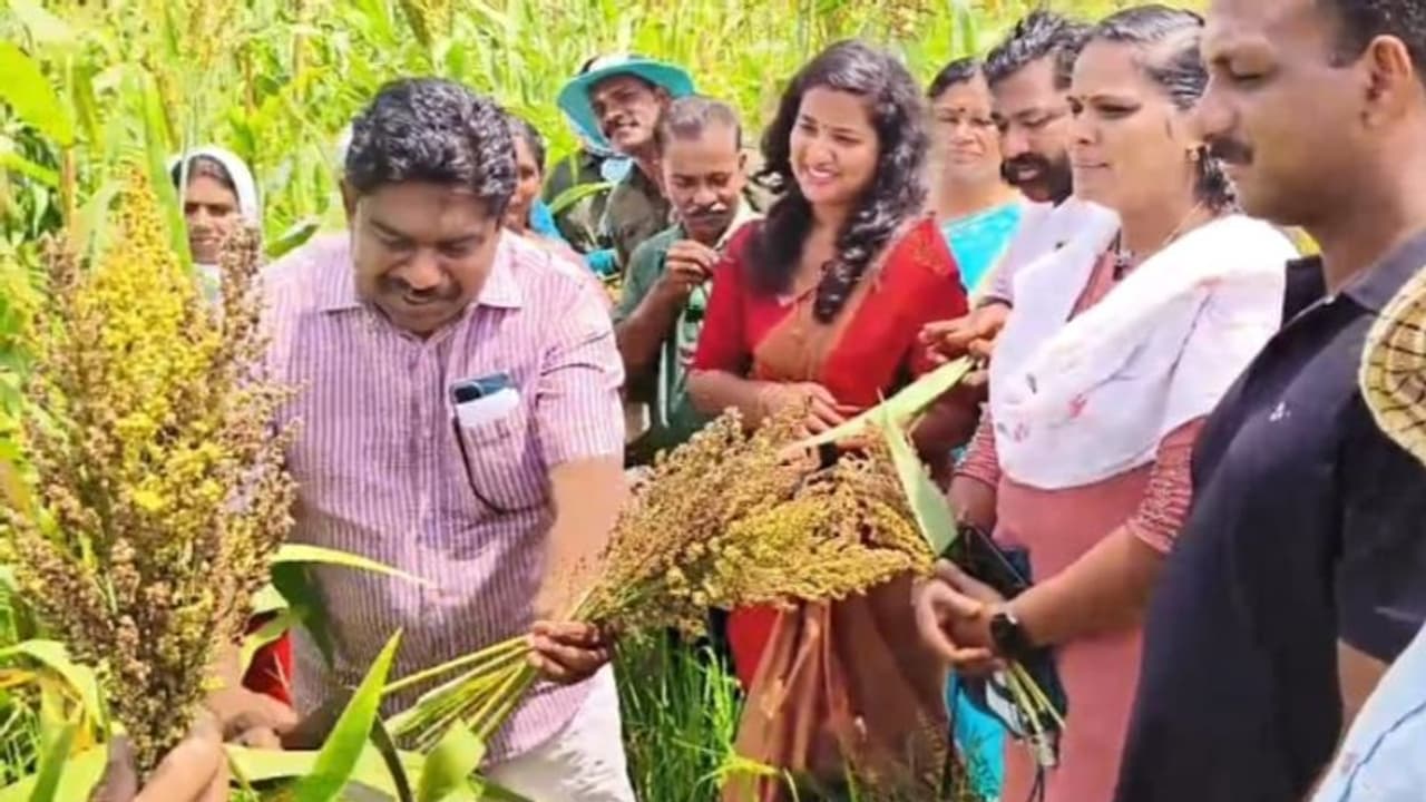 'തലയ്ക്ക് മേലെ വെള്ളം വന്നാൽ അതിന് മേലെ വള്ളം', കാലാവസ്ഥ ചതിച്ചിട്ടും കർഷക അതിജീവനം, ഒരു മാതൃകാ വിളവെടുപ്പ് 'തലയ്ക്ക് മേലെ വെള്ളം വന്നാൽ അതിന് മേലെ വള്ളം', കാലാവസ്ഥ ചതിച്ചിട്ടും കർഷക അതിജീവനം, ഒരു മാതൃകാ വിളവെടുപ്പ്