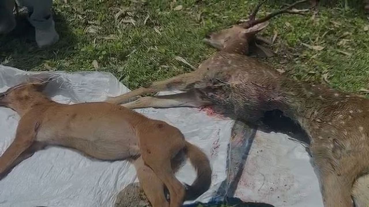 ಚಾಮರಾಜನಗರ: ಇನ್ನೋವಾ ಕಾರು ಡಿಕ್ಕಿ, ಕಾಡು ನಾಯಿ, ಜಿಂಕೆ ಸಾವು